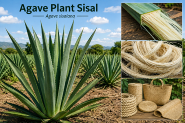 agave plant sisal
