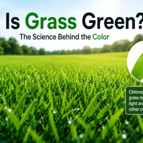is grass green