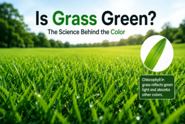 is grass green