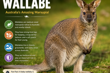 wallabe