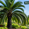 black palm