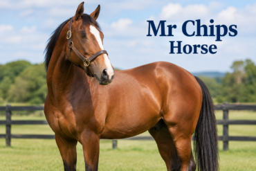 mr chips horse