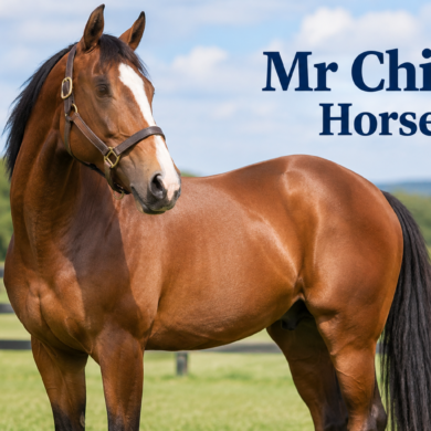 mr chips horse