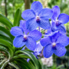 orchid vanda coerulea