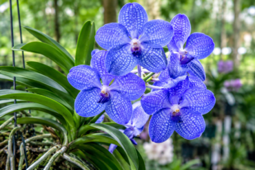 orchid vanda coerulea