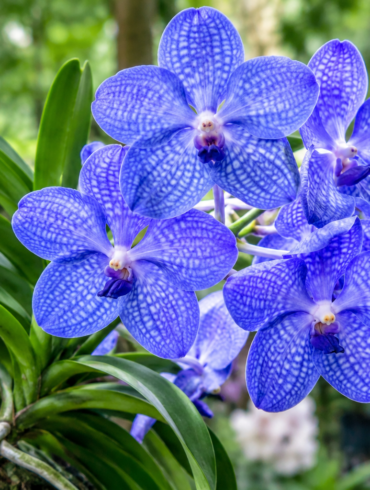 orchid vanda coerulea