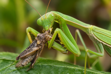 praying mantis feeding